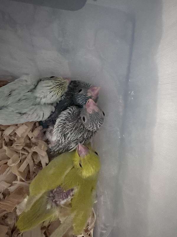 parrotlet-for-sale
