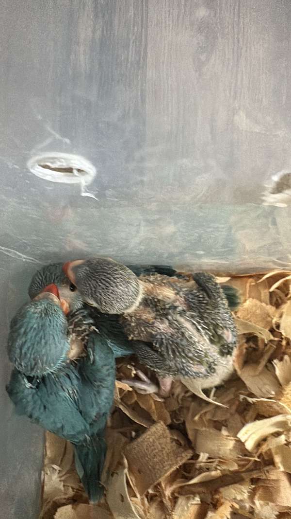cobalt-grey-bird-for-sale-in-deltona-fl