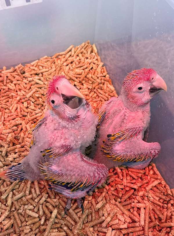 scarlet-yellow-macaw-for-sale