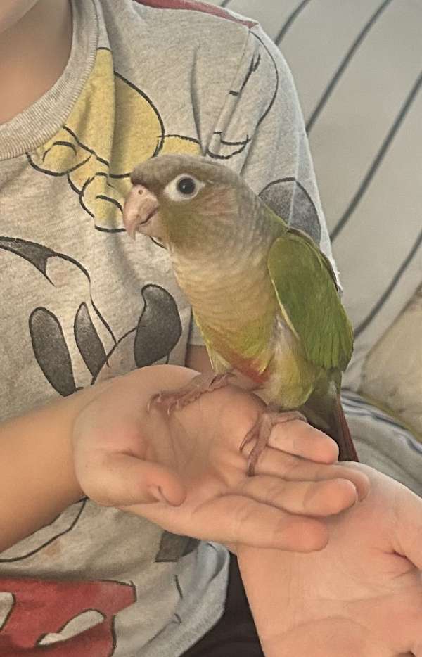 cinnamon-bird-for-sale-in-thomasville-ga