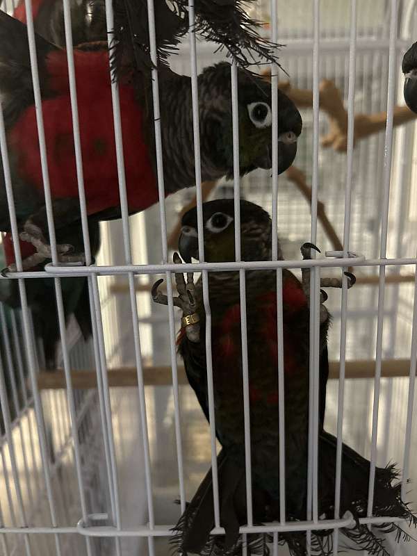 crimson-bellied-conure-for-sale-in-thomasville-ga