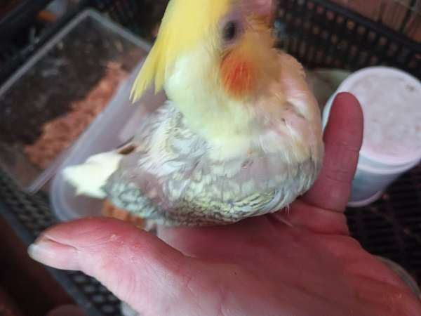 bird-parrot-eggs-in-plymouth-ma