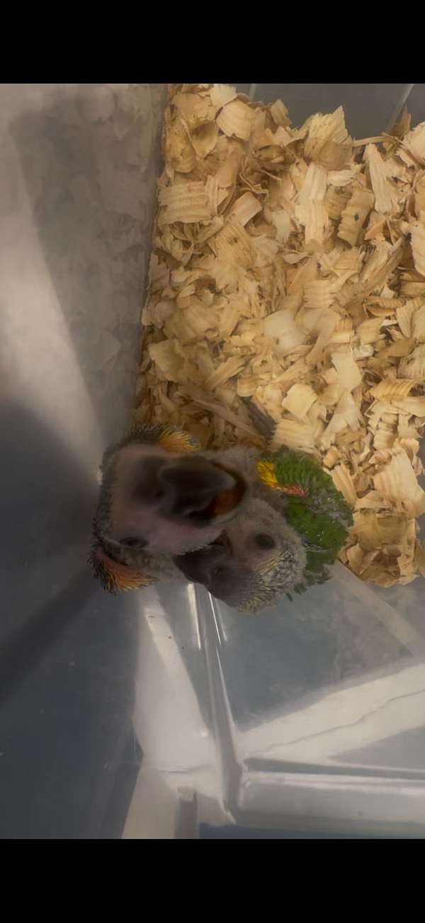 amazon-parrot-for-sale