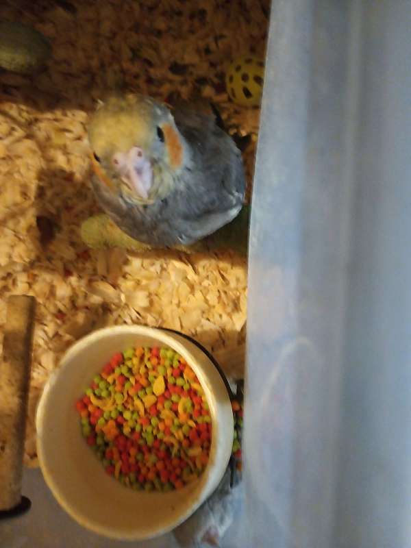 medium-bird-for-sale-in-plymouth-ma