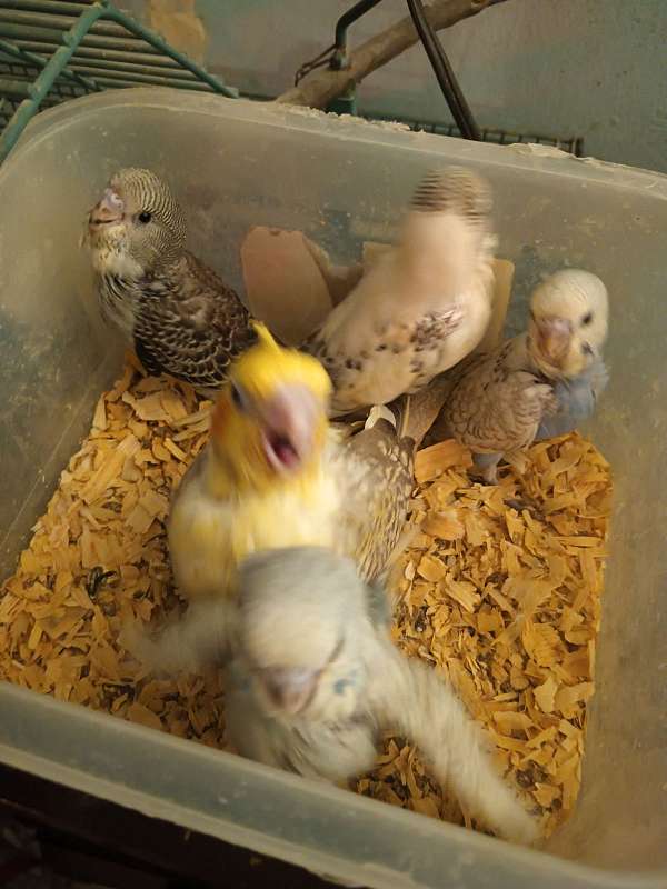 parakeet-for-sale