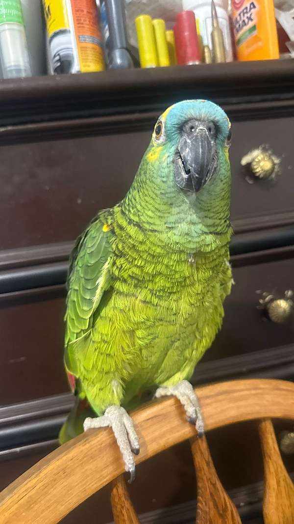 blue-front-amazon-parrot-for-sale-in-durham-nc