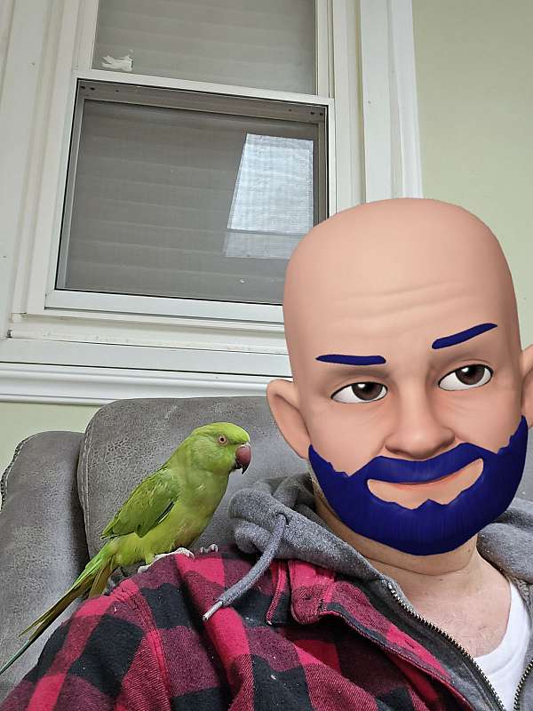ringneck-parakeet-for-sale-in-clifton-park-ny
