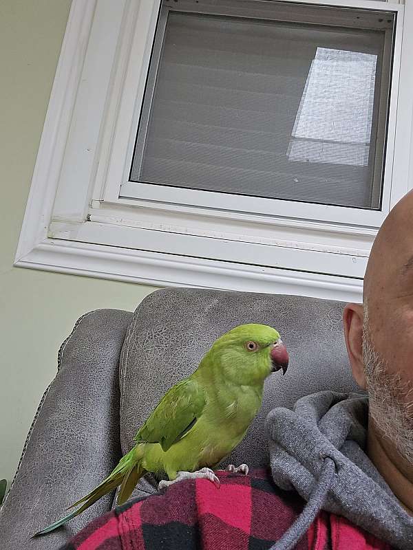 ringneck-parakeet-for-sale