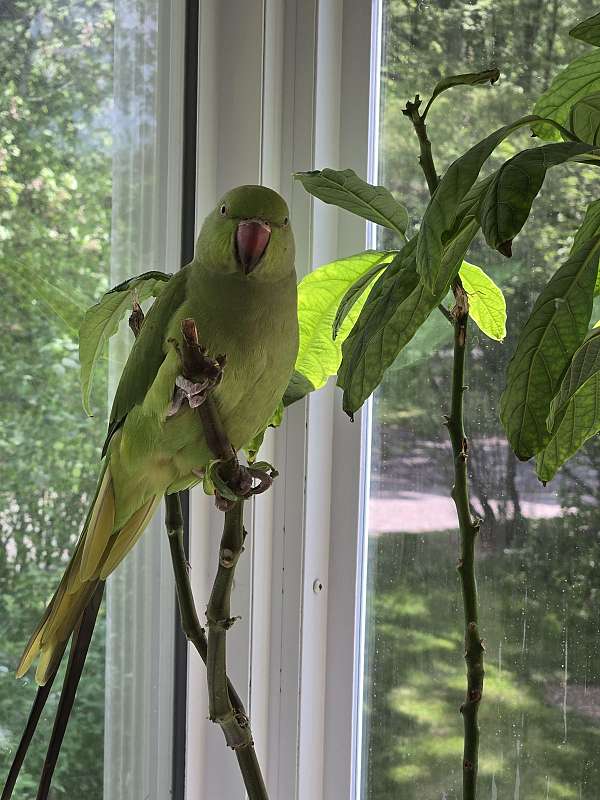 bird-for-sale-in-clifton-park-ny