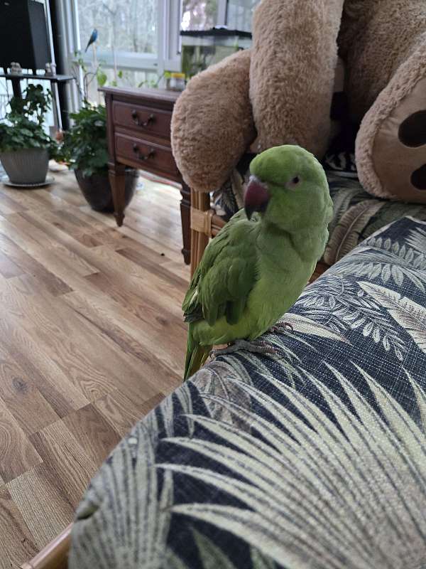 young-bird