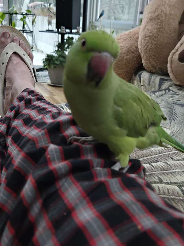 young-ringneck-parakeet-for-sale