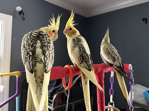 cockatiel-for-sale