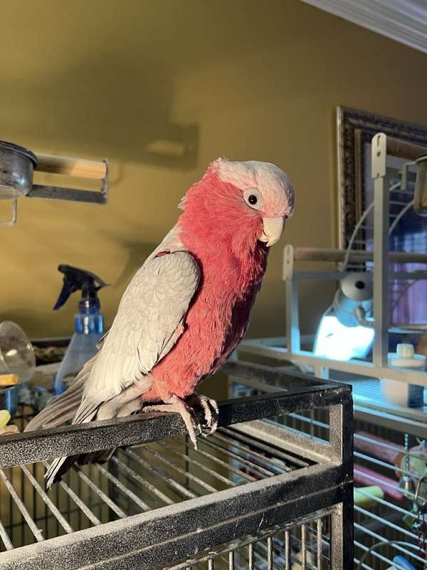 rescue-rose-breasted-cockatoo-for-sale