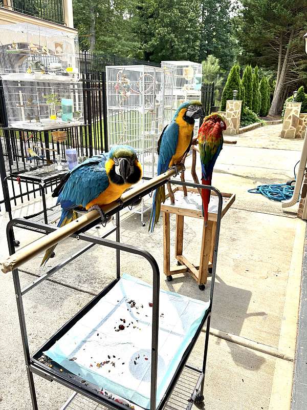 blue-gold-bird-for-sale-in-lawrenceville-ga