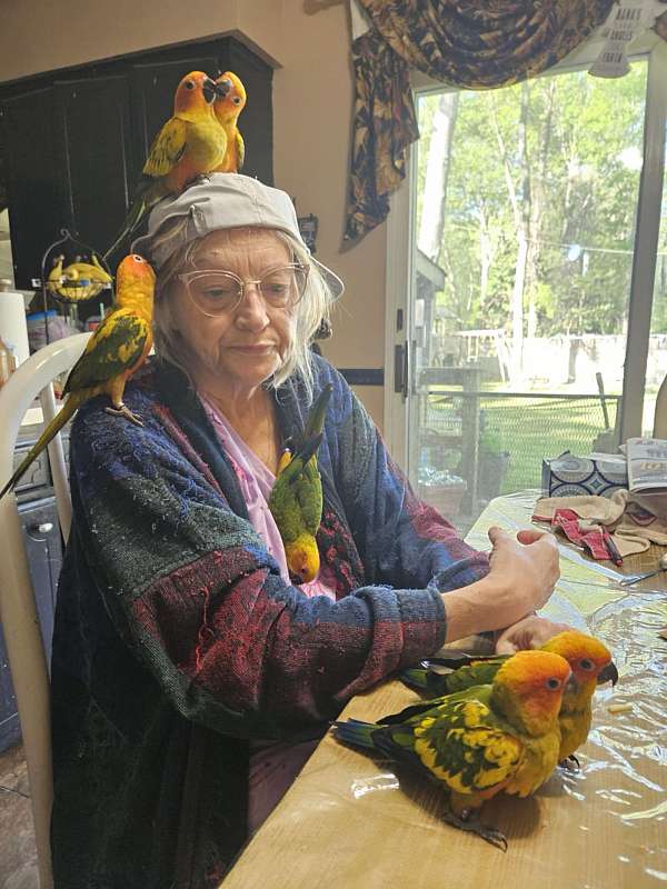 sun-conure-for-sale