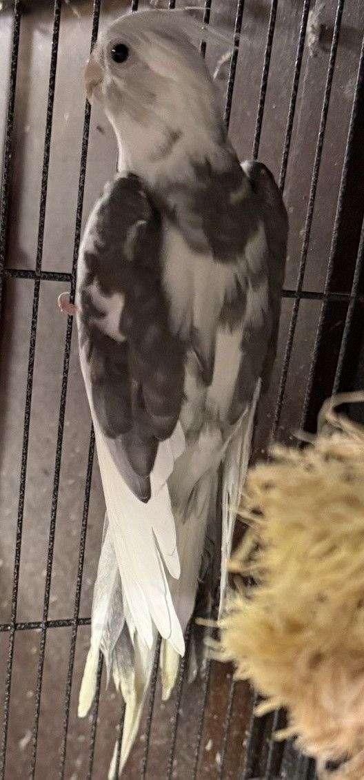 adult-bird-for-sale-in-sound-beach-ny