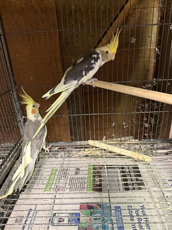 cockatiel-for-sale