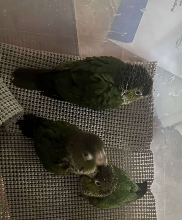 black-bird-for-sale-in-monroe-nc