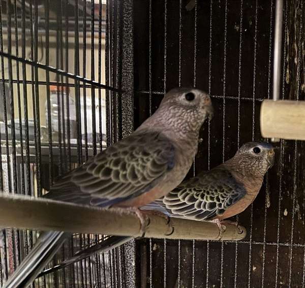 bourke-parakeet-for-sale