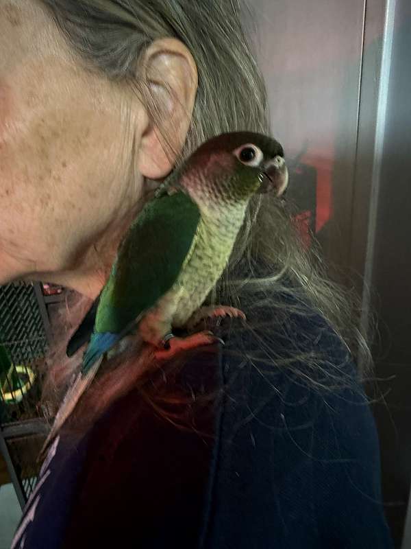 green-cheek-conure-for-sale