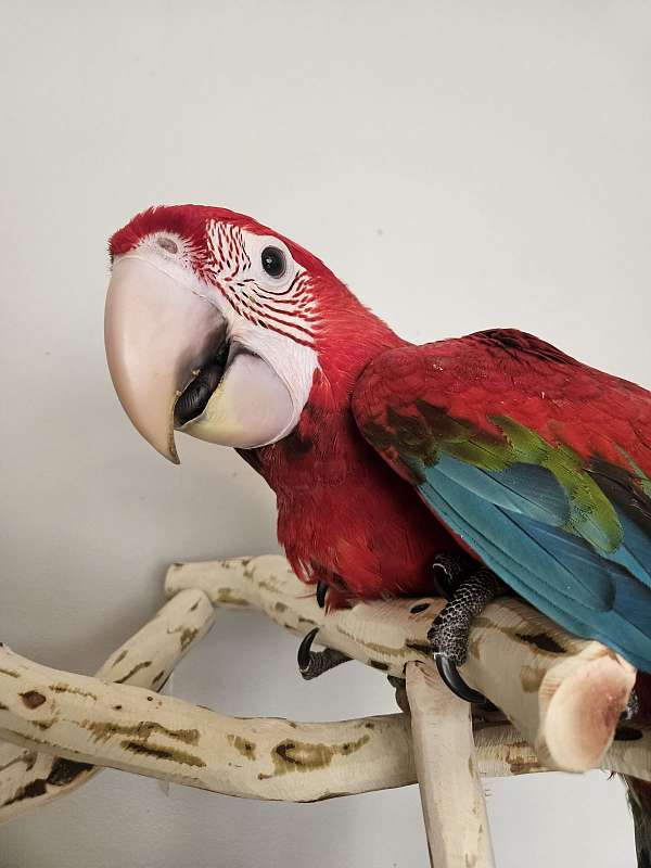 macaw-for-sale-in-piedmont-sc