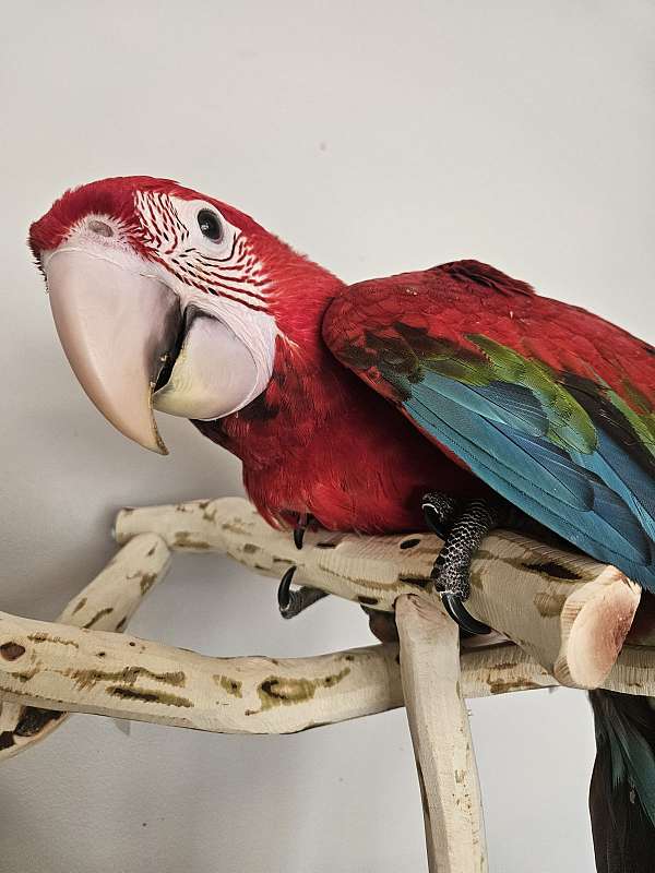 female-bird-for-sale-in-piedmont-sc