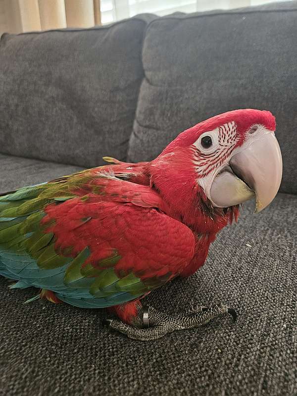 bird-for-sale-in-piedmont-sc
