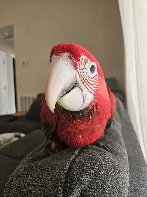 baby-bird