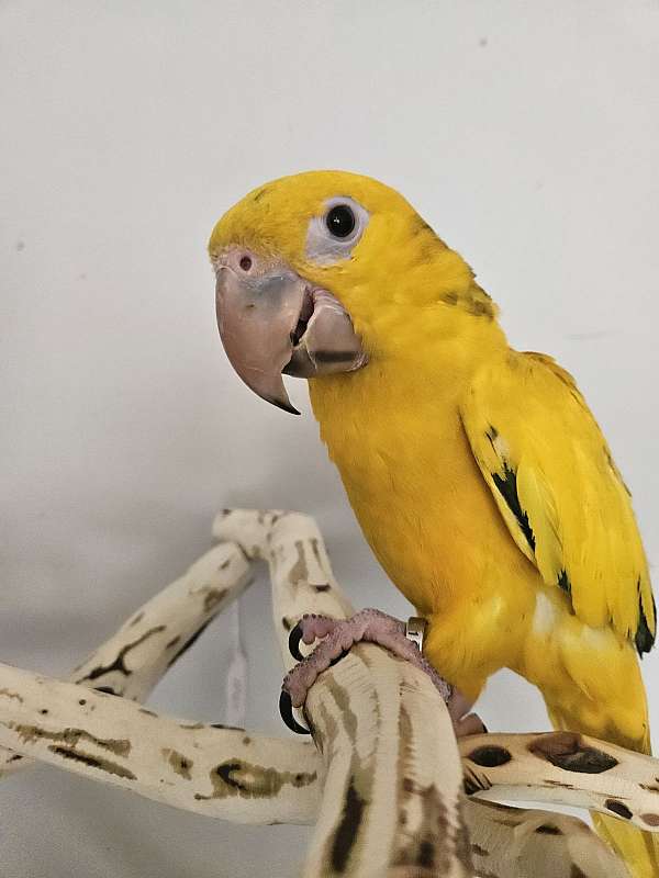 golden-conure-for-sale-in-piedmont-sc