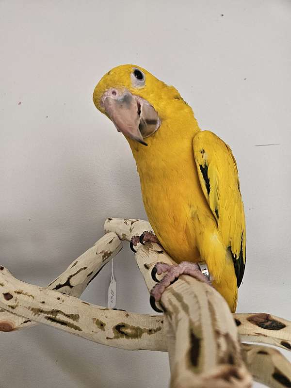 young-bird-for-sale-in-piedmont-sc