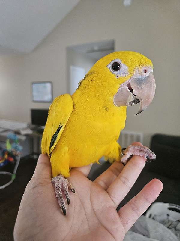 conure-golden-conure-for-sale-in-piedmont-sc