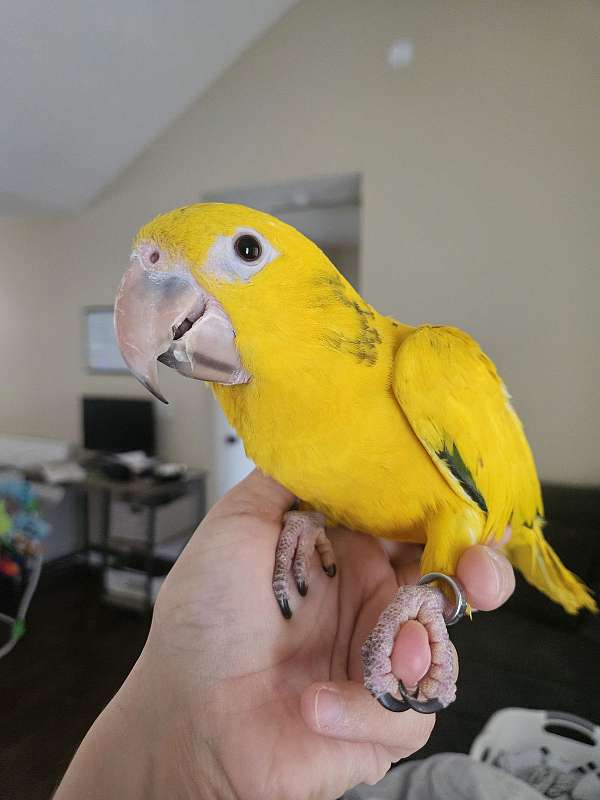 golden-conure-for-sale