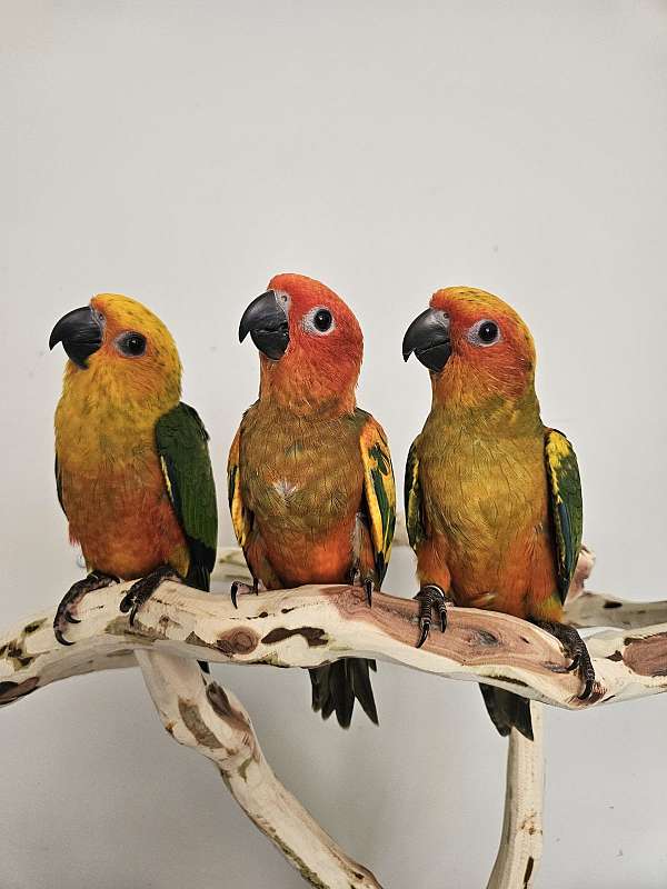 sun-conure-for-sale-in-piedmont-sc