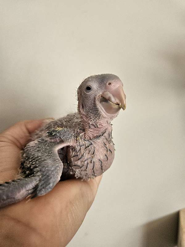 blue-crown-conure-for-sale-in-piedmont-sc
