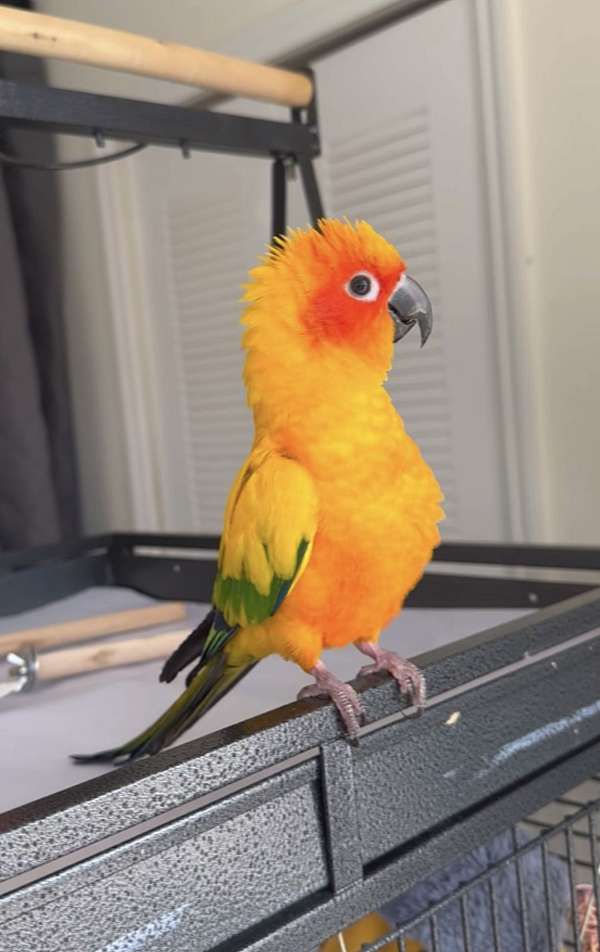 blue-bird-for-sale-in-panama-city-fl