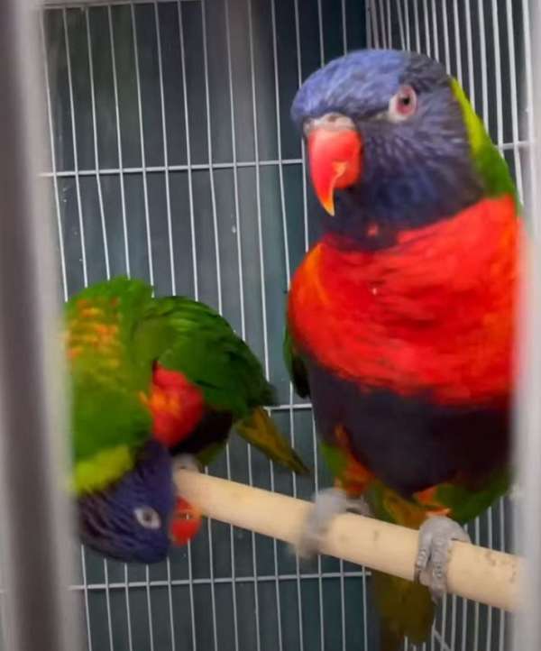 mixed-rainbow-lory-for-sale