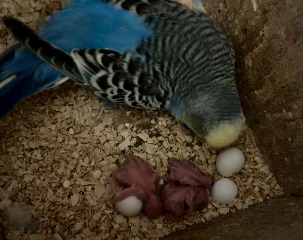 budgerigar-parakeet-for-sale