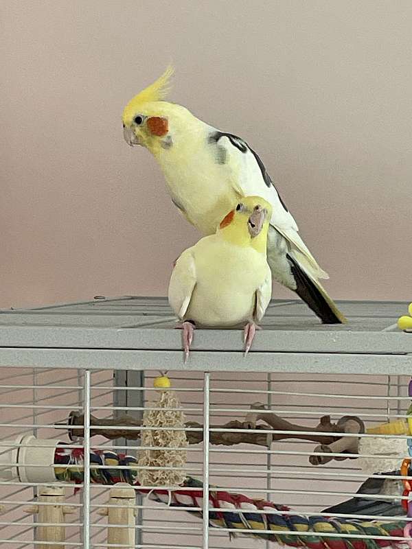 adult-bird-for-sale-in-vernon-ct
