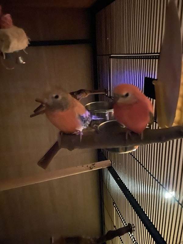 parakeet-for-sale-in-vernon-ct