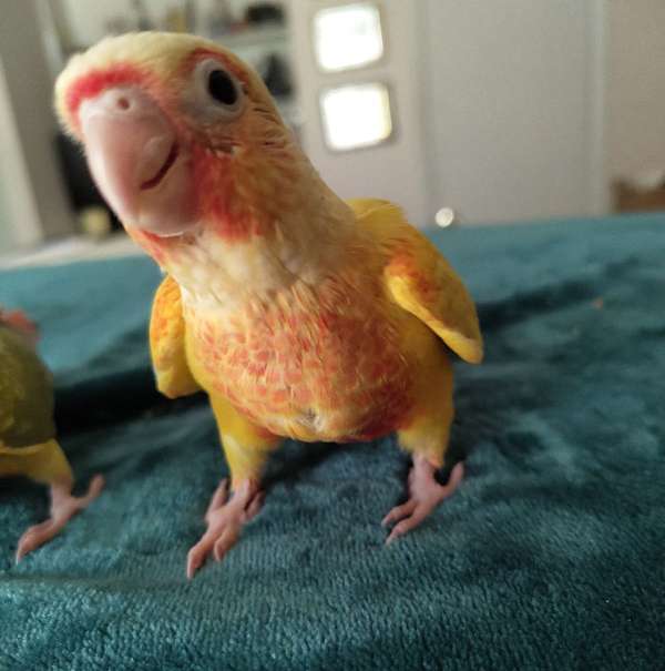 green-cheek-conure-for-sale-in-cleveland-tx