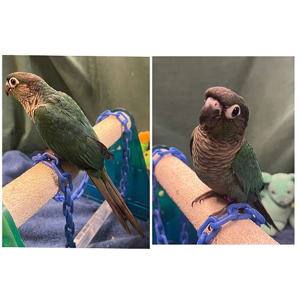 green-cheek-conure-for-sale-in-dundee-fl