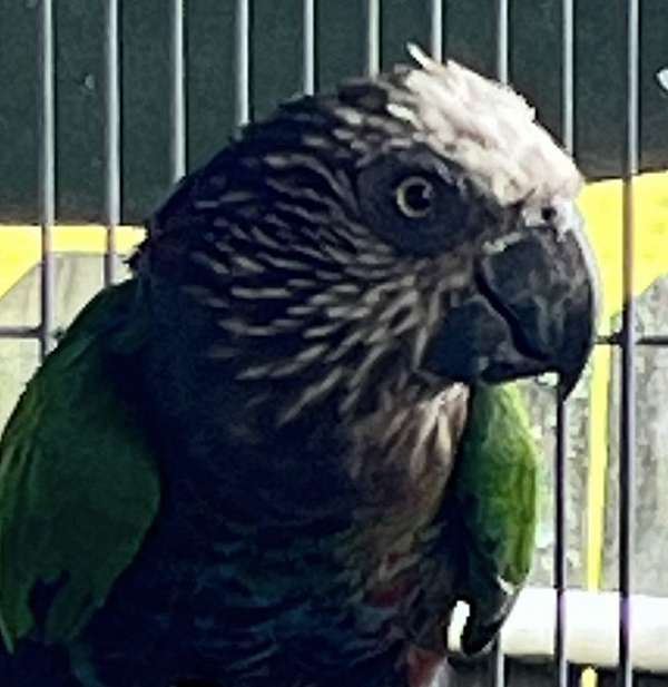 exotic-fancy-parrot-for-sale
