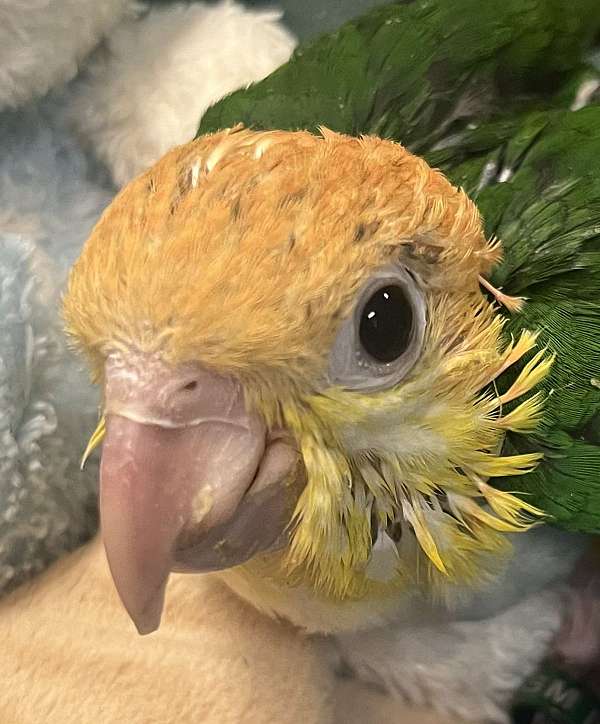white-bellied-caique-for-sale-in-dundee-fl