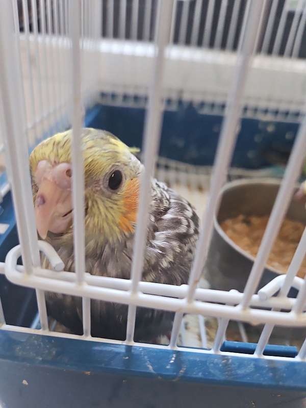 young-bird