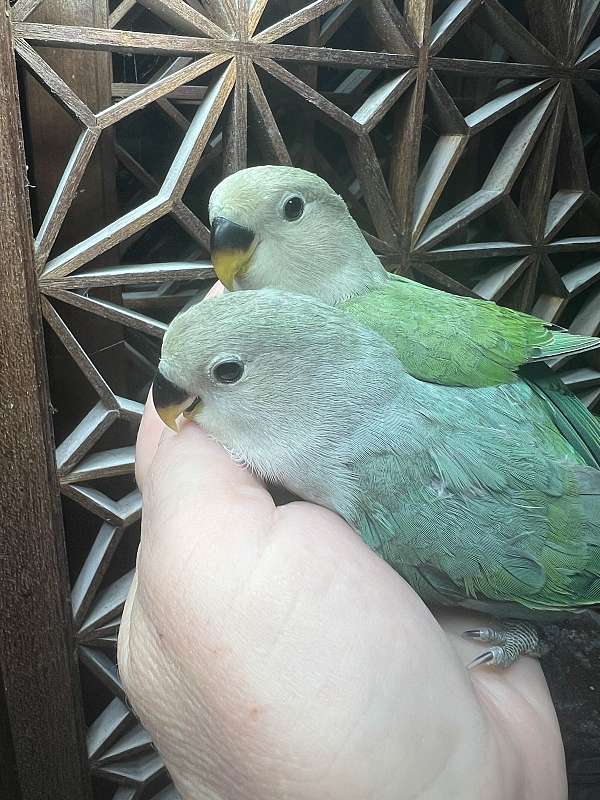 lovebird-for-sale