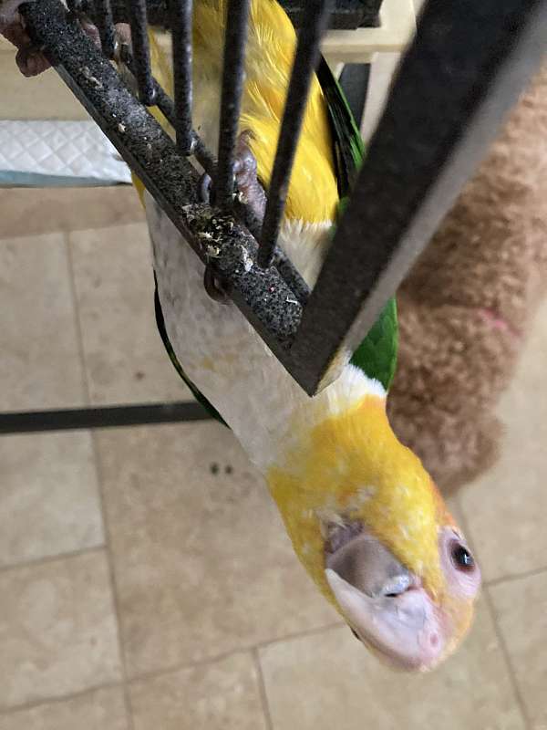 medium-bird-for-sale