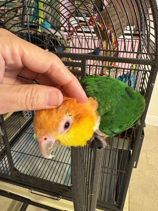 medium-caique-for-sale
