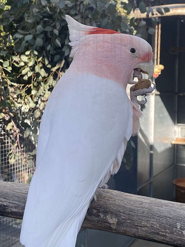 cockatoo-for-sale
