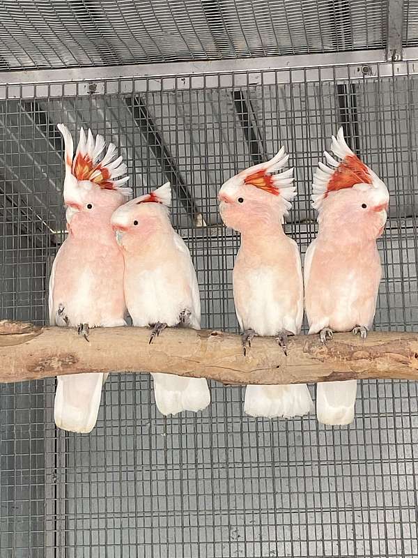 pet-bird-for-sale-in-riverside-ca