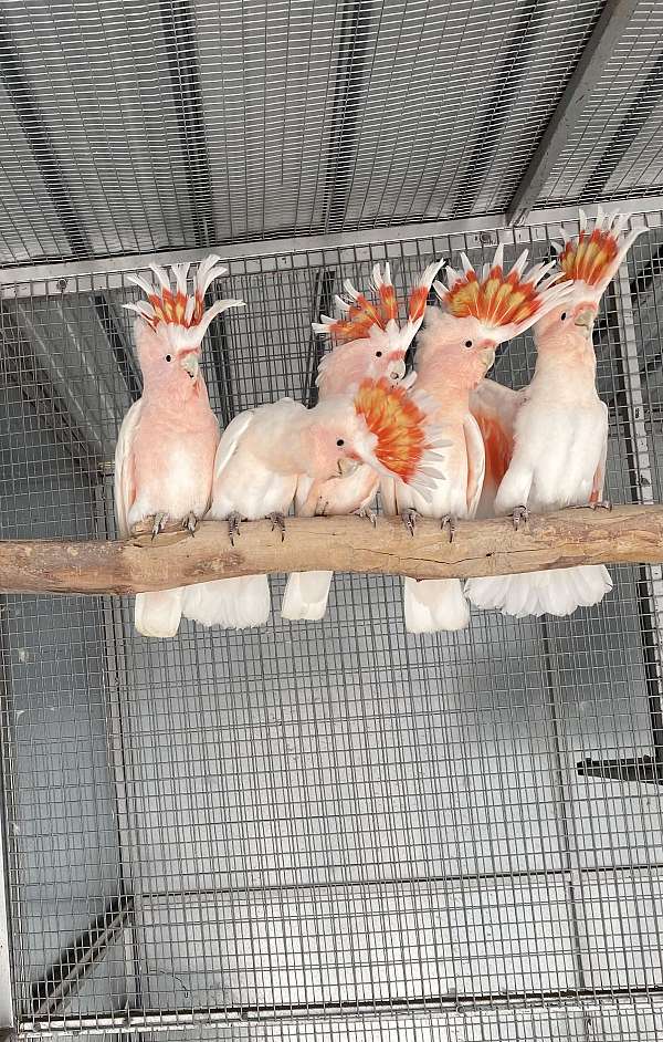cockatoo-for-sale